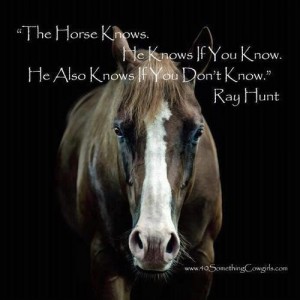 TheHorseKnows