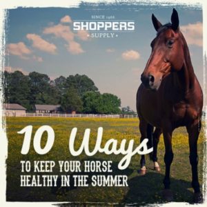 10WaysToKeepHorseHealthySummer