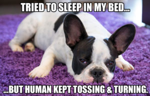 funny-dog-meme-tried-to-sleep-in-my-bed-but-human-kept-tossing-_-turning