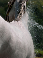 summer-bathing-horse