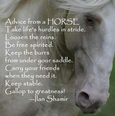 AdviceFromAHorse